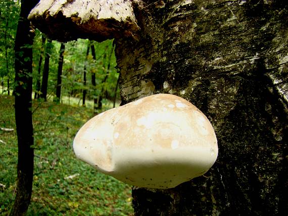 brezovník obyčajný Fomitopsis betulina (Bull.) B.K. Cui, M.L. Han & Y.C. Dai