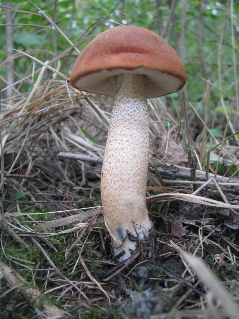 kozák dubový Leccinum aurantiacum (Bull.) Gray