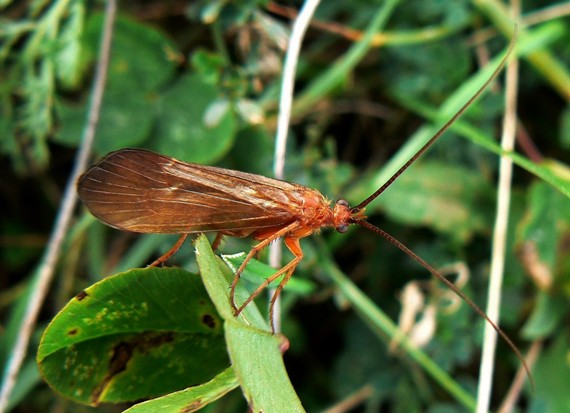 potočník Leptocerus cinereus   ???