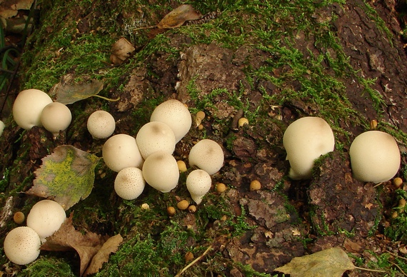 prášnica hruškovitá Lycoperdon pyriforme Schaeff.