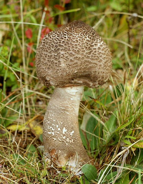 bedľa vysoká Macrolepiota procera (Scop.) Singer