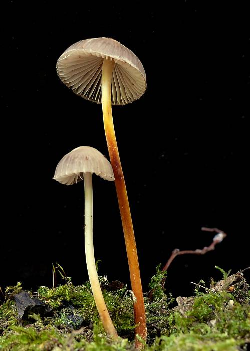 prilbička Mycena sp.