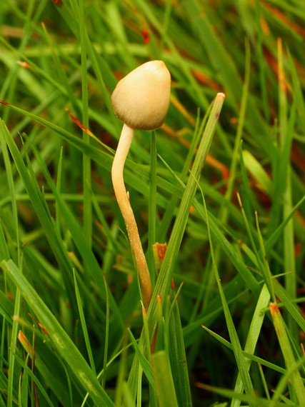 holohlavec končistý Psilocybe semilanceata (Fr.) P. Kumm.