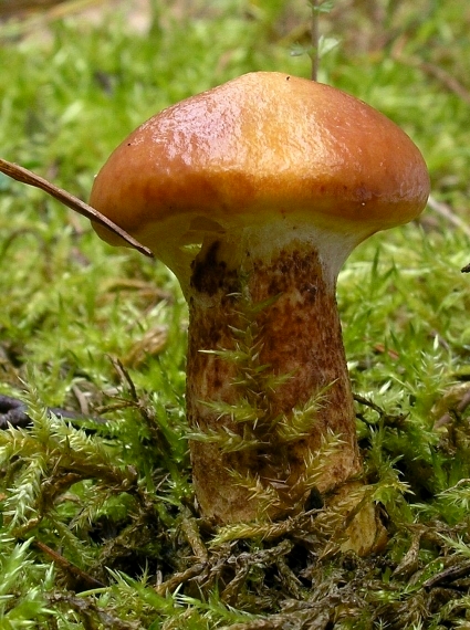 masliak smrekovcový Suillus grevillei (Klotzsch) Singer