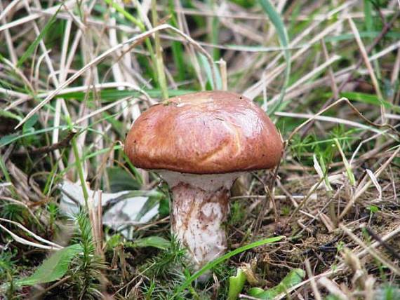 masliak obyčajný Suillus luteus (L.) Roussel