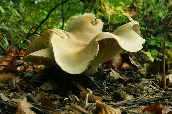 čírovka mydlová Tricholoma saponaceum (Fr.) P. Kumm.