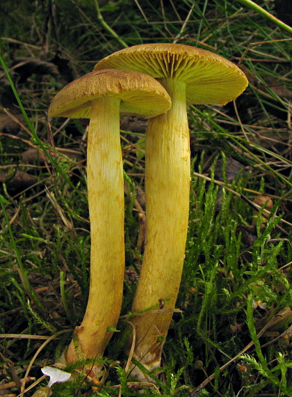 čírovka sírovožltá Tricholoma sulphureum (Bull.) P. Kumm.