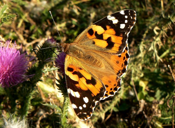 babôčka bodliaková Vanessa cardui