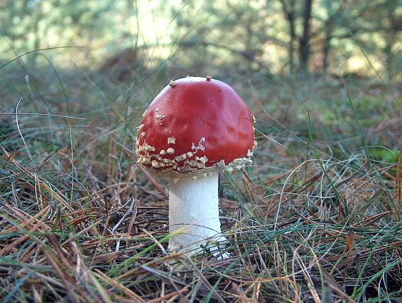 muchotrávka červená Amanita muscaria (L.) Lam.