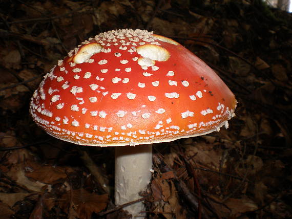 muchotrávka červená Amanita muscaria (L.) Lam.