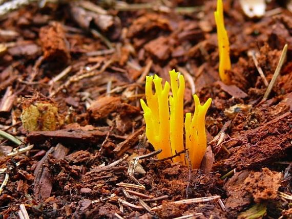 parôžkovec lepkavý Calocera viscosa (Pers.) Fr.