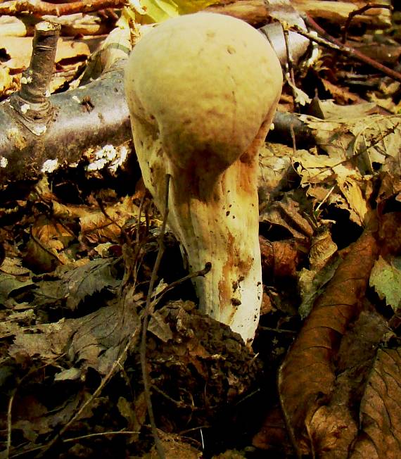 kyjak obrovský Clavariadelphus pistillaris (Fr.) Donk