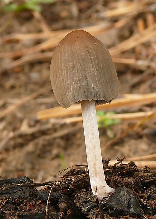 hnojník mitrovitý Coprinellus angulatus (Peck) Redhead, Vilgalys & Moncalvo