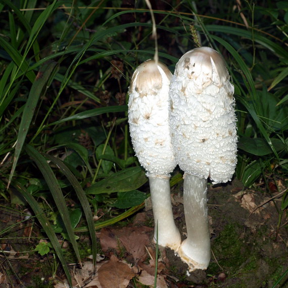 hnojník obyčajný Coprinus comatus (O.F. Müll.) Pers.