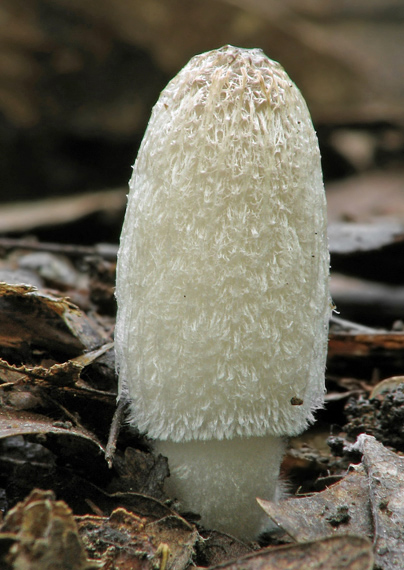 hnojník Coprinus sp.