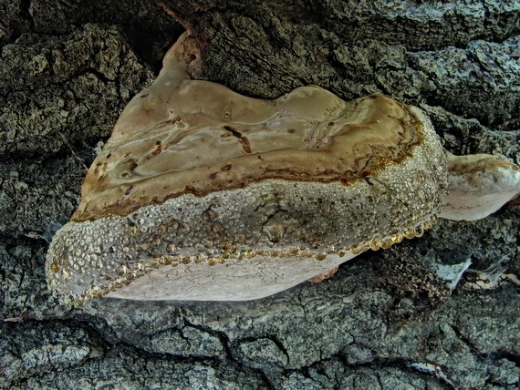 práchnovec kopytovitý Fomes fomentarius (L.) J.J. Kickx