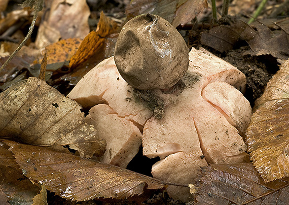 hviezdovka červenkastá Geastrum rufescens Pers.