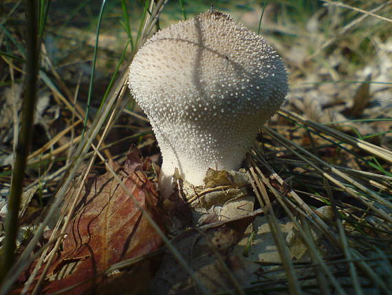 prášnica bradavičnatá Lycoperdon perlatum Pers.