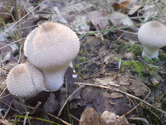 prášnica bradavičnatá Lycoperdon perlatum Pers.