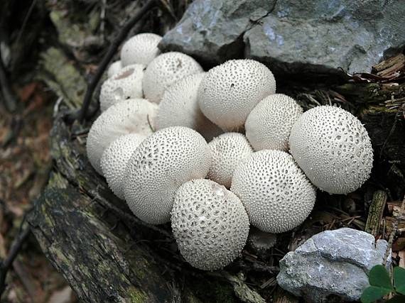 prášnica bradavičnatá Lycoperdon perlatum Pers.