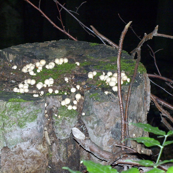 prášnica Lycoperdon sp.