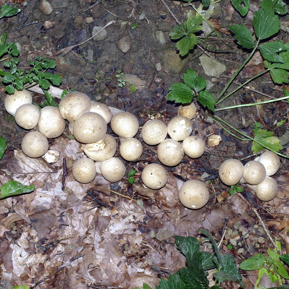 prášnica Lycoperdon sp.