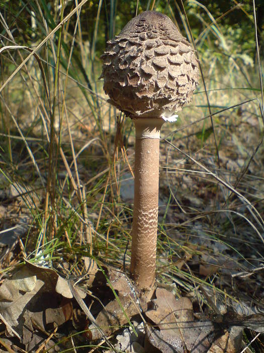 bedľa vysoká Macrolepiota procera (Scop.) Singer