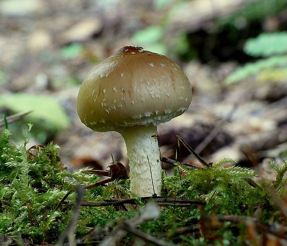 šupinovka hlinovookrová Pholiota lenta (Pers.) Singer