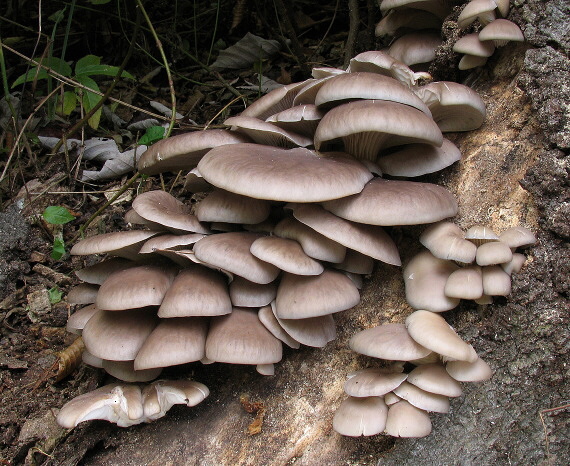 hliva ustricovitá Pleurotus ostreatus (Jacq.) P. Kumm.