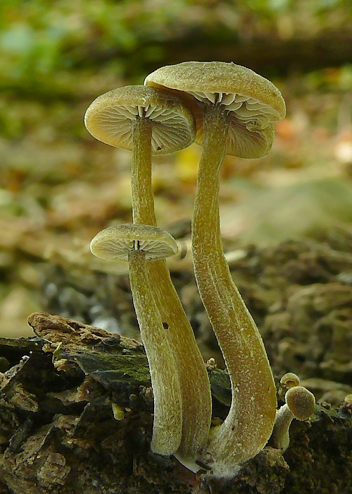 smeťovička hnedoolivová Simocybe centunculus (Fr.) P. Karst