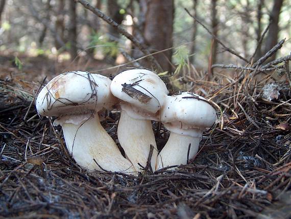 masliak obyčajný Suillus luteus (L.) Roussel