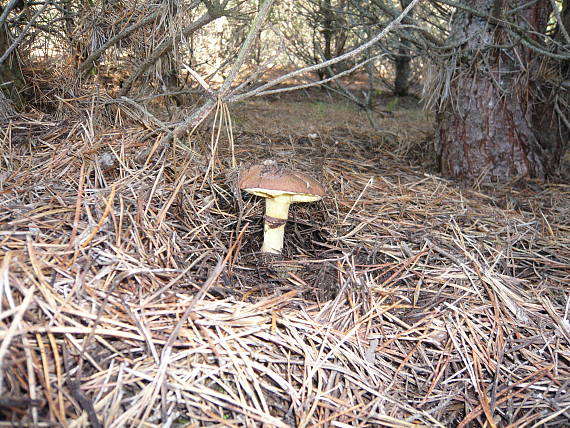 masliak  obyčajný Suillus luteus (L.) Roussel