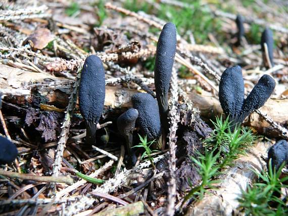 žezlovka srnková Tolypocladium ophioglossoides (J.F. Gmel.) Quandt, Kepler & Spatafora