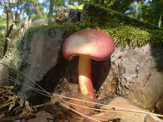 čírovec červenožltý Tricholomopsis rutilans (Schaeff.) Singer