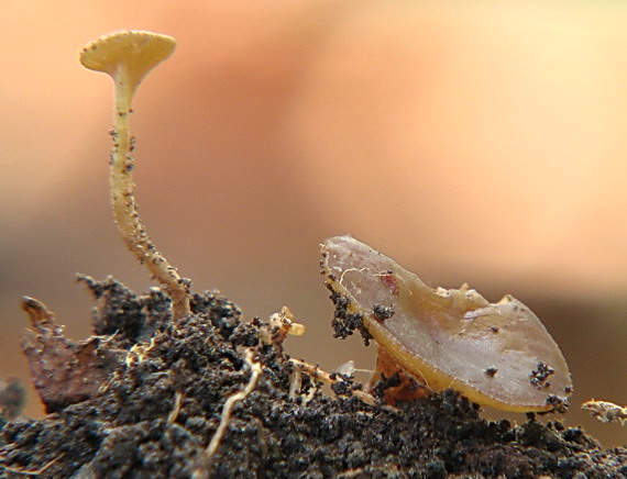 čiašočka?  Hymenoscyphus sp.?