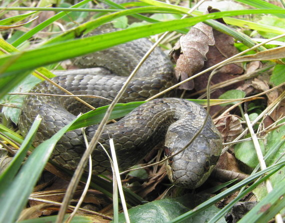 užovka hladká Coronella austriaca