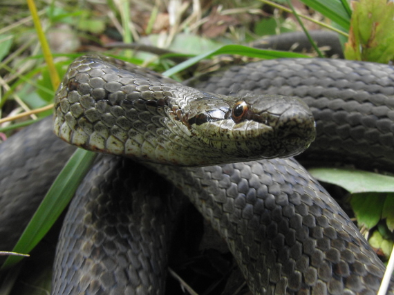 užovka hladká Coronella austriaca