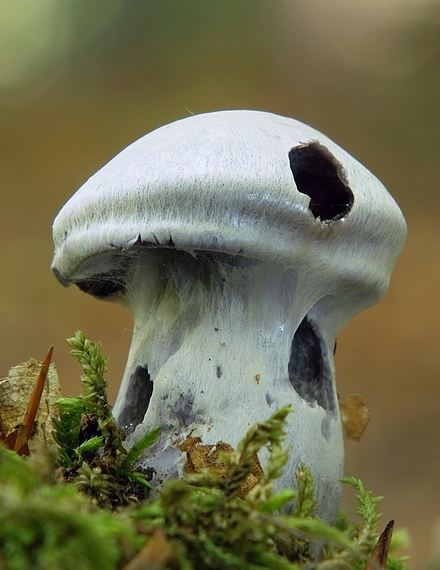 pavučinovec smradľavý Cortinarius traganus (Fr.) Fr.