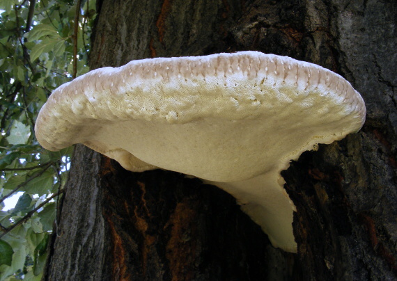 práchnovček pásikavý Fomitopsis pinicola (Sw.) P. Karst.