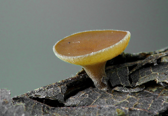 čiašočka Hymenoscyphus sp.