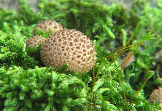 prášnica bradavičnatá černastá ??? Lycoperdon perlatum var. nigrescens ???