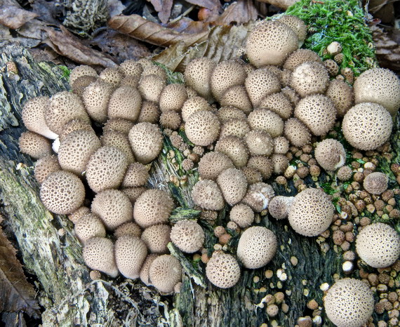 prášnica bradavičnatá černastá ??? Lycoperdon perlatum var. nigrescens ???