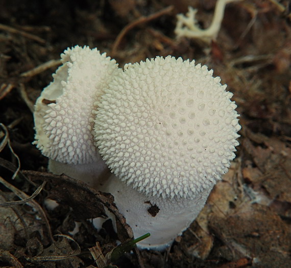 prášnica bradavičnatá Lycoperdon perlatum Pers.