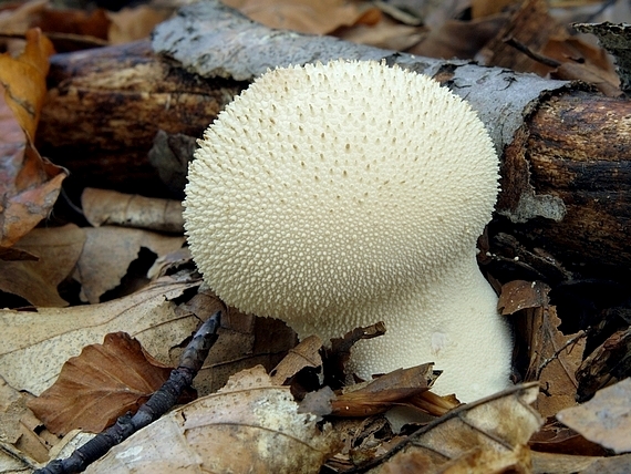 prášnica bradavičnatá Lycoperdon perlatum Pers.