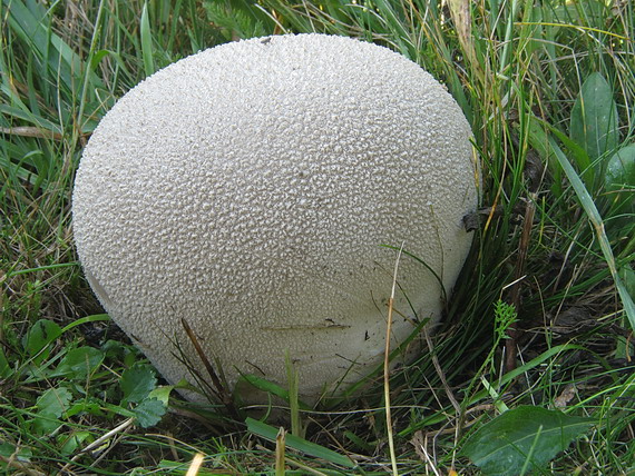 rozpadavec dlabaný Lycoperdon utriforme Bull.