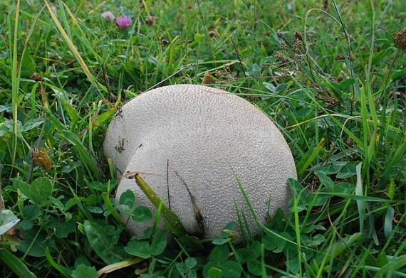 rozpadavec dlabaný Lycoperdon utriforme Bull.