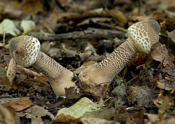 bedľa vysoká Macrolepiota procera (Scop.) Singer