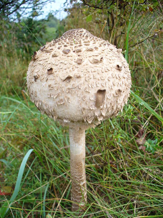 bedľa vysoká Macrolepiota procera (Scop.) Singer