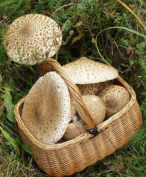 bedľa vysoká Macrolepiota procera (Scop.) Singer