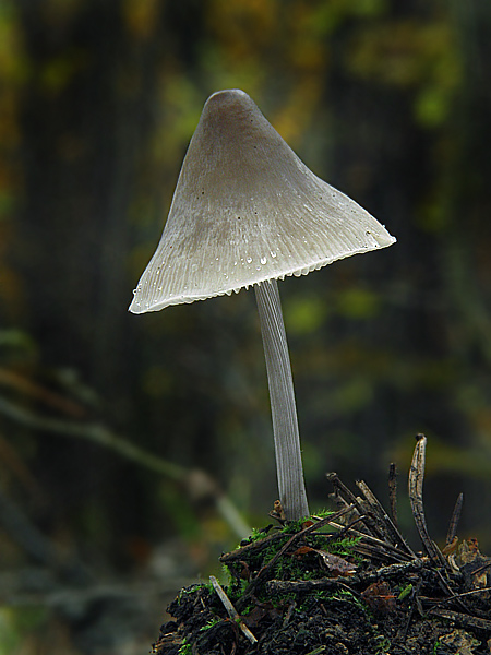 prilbička ryhovaná Mycena polygramma (Bull.) Gray